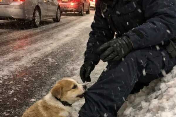 Ik was bezig met het verkeer op oudejaarsavond op de I-94 toen een puppy midden op de snelweg ging zitten en weigerde te bewegen totdat ik hem de sneeuw in volgde.